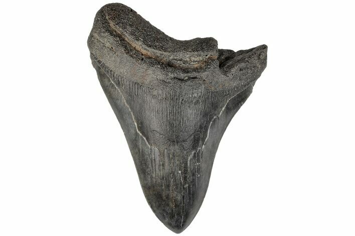 5.47" Fossil Megalodon Tooth - South Carolina